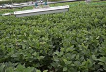 Research: Hotter temperatures may offset the negative effects of higher carbon dioxide levels on seed quality —