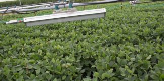 Research: Hotter temperatures may offset the negative effects of higher carbon dioxide levels on seed quality —