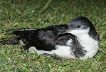 Research: Possible Oahu populations offer new hope for Hawaiian seabirds —