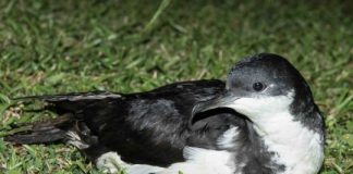 Research: Possible Oahu populations offer new hope for Hawaiian seabirds —