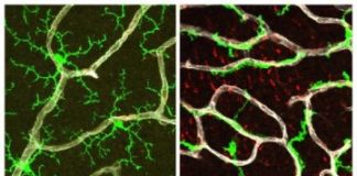 Study: TGF-beta signaling governs immune cell function in the eye — (Details)