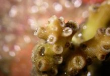 Research: Corals light the way to a healthy partnership —