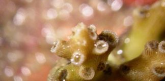 Research: Corals light the way to a healthy partnership —