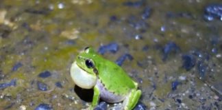 Tech: Frog choruses inspire wireless sensor networks — (Report)
