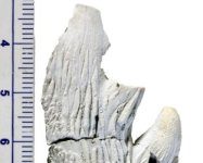 Research: Piece to the puzzle of baleen whales’ evolution —