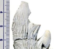 Research: Piece to the puzzle of baleen whales’ evolution —