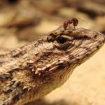 Study: Having stressed out ancestors improves immune response to stress — (Details)