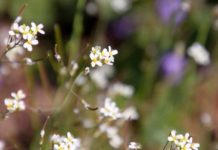 Research: Like eye’s adjustment to sudden changes in light, plants have sensitive mechanisms to protect their leaves from rapid changes in radiation —