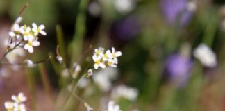 Research: Like eye’s adjustment to sudden changes in light, plants have sensitive mechanisms to protect their leaves from rapid changes in radiation —