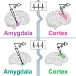 Study: The price we pay for our advanced brains may be a greater tendency to disorders — (Details)