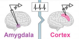Study: The price we pay for our advanced brains may be a greater tendency to disorders — (Details)