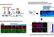 Research: Noninvasive light-sensitive recombinase for deep brain genetic manipulation —