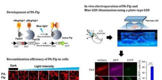 Research: Noninvasive light-sensitive recombinase for deep brain genetic manipulation —