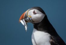 Research: Bird beaks did not adapt to food types as previously thought —