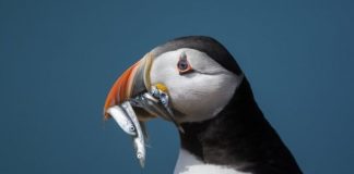 Research: Bird beaks did not adapt to food types as previously thought —