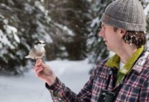 Research: Migratory schedule of swallows uncovered —