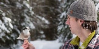 Research: Migratory schedule of swallows uncovered —