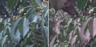 Tech: Unique camera enables researchers to see the world the way birds do — (Report)