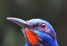 Research: How much rainforest do birds need? —