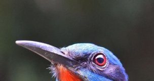 Research: How much rainforest do birds need? —