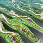 Study: Neurons integrate better with muscle grown on grooved platforms — (Details)