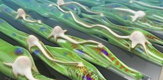 Study: Neurons integrate better with muscle grown on grooved platforms — (Details)