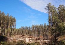 Research: Forest soils need many decades to recover from fires and logging —