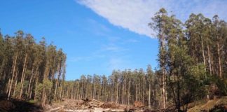Research: Forest soils need many decades to recover from fires and logging —