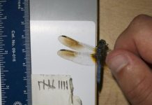 Research: How male dragonflies adapt wing color to temperature —