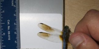 Research: How male dragonflies adapt wing color to temperature —