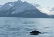 Research: And resemble tropical winter breeding-associated songs —