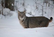 Research: When is a bobcat not a bobcat? Telling similar animals apart challenges even the experts —