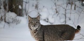 Research: When is a bobcat not a bobcat? Telling similar animals apart challenges even the experts —