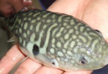 Research: What makes the deadly pufferfish so delectable —