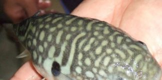 Research: What makes the deadly pufferfish so delectable —