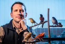 Research: Conservation efforts help some rare birds more than others —