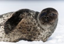 Research: New mathematical model shows dramatic decreases in ringed seal populations due to projected low snow conditions —