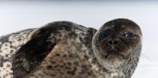 Research: New mathematical model shows dramatic decreases in ringed seal populations due to projected low snow conditions —