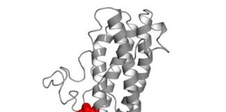 Study: Evolution of signaling molecules opens door to new sepsis therapy approaches — (Details)