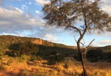 Offbeat: Vegetation may not be able to continue abating effects of emissions from human activities —