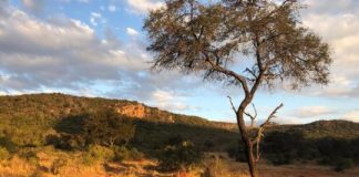 Offbeat: Vegetation may not be able to continue abating effects of emissions from human activities —