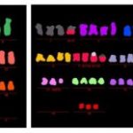 Study: Cellular recycling process, thought to fuel cancer’s growth, can actually prevent it — (Details)