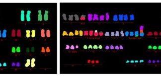 Study: Cellular recycling process, thought to fuel cancer’s growth, can actually prevent it — (Details)