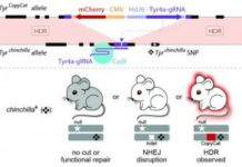 Offbeat: Technology offers powerful new genetic tools for human disease research in rodents —
