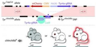 Offbeat: Technology offers powerful new genetic tools for human disease research in rodents —