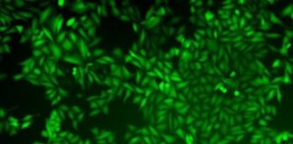 Study: A promising drug slows cancer’s circadian clock, halts its spread — (Details)