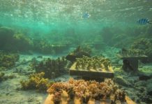 Research: When coral species vanish, their absence can imperil surviving corals —