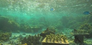 Research: When coral species vanish, their absence can imperil surviving corals —