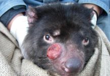 Research: Tasmanian devil cancer unlikely to cause extinction, say experts —