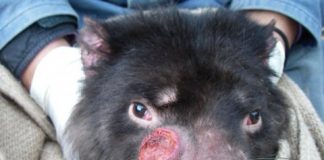 Research: Tasmanian devil cancer unlikely to cause extinction, say experts —